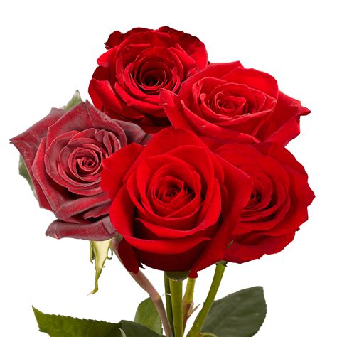 Walmart Real Cut Rose Bouquets 100 Fresh Red Roses For Delivery