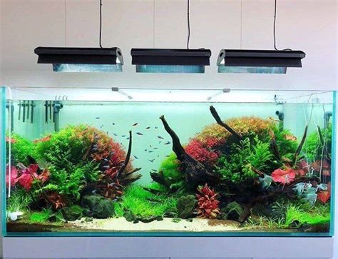 Pin En Aquascaping Iv