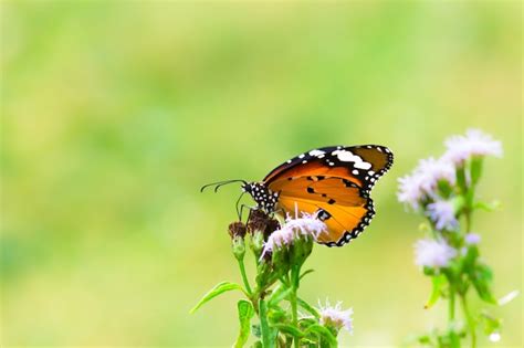 Tigre llano danaus chrysippus butterfly alimentándose de las plantas de