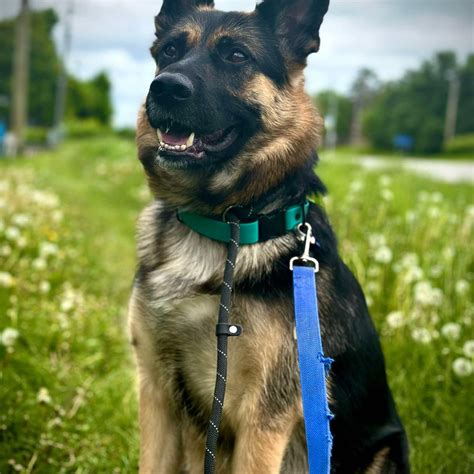 dogs that are good with cats 1