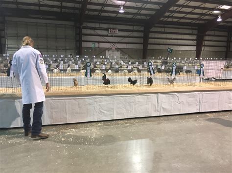 Your Poultry Show Experience Part 2 The American Poultry Association