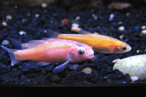 Rosy Red Minnow / Fathead Minnow (Pimephales promelas)