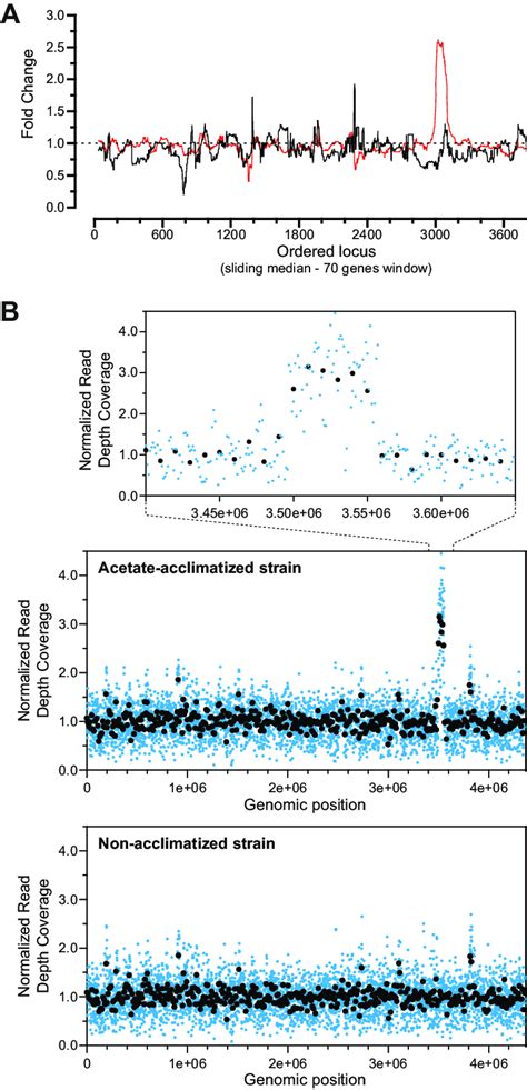 Impact Of Acetate Acclimatization On The Rhodospirillum Rubrum S H