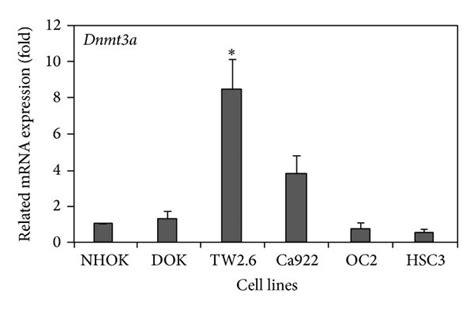 Dnmts Rna Expression In Human Oral Cancer Cell Lines The Measurement