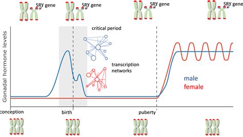 Incorporation Of Sex Chromosomes And Transcriptomics In Sexual