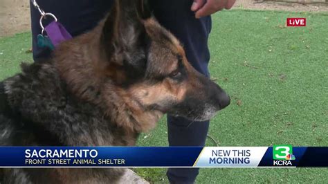 Sacramento animal shelter offers opportunity to 'rent' dogs