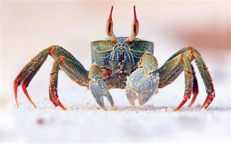 Horned Ghost Crab Wallpapers - 1920x1200 - 473309