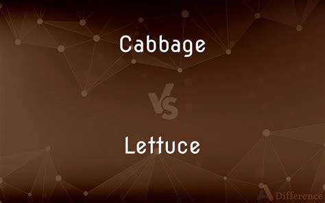 Cabbage vs. Lettuce — What’s the Difference?