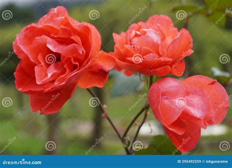 Roses at Hakgala Botanical Garden, Sri Lanka. Stock Image - Image of ...