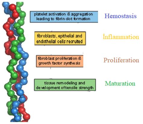 Coatings Free Full Text Biopolymers For Surgical Applications