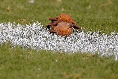 Look Bats Have Sex In The End Zone During Ravens Lions Game