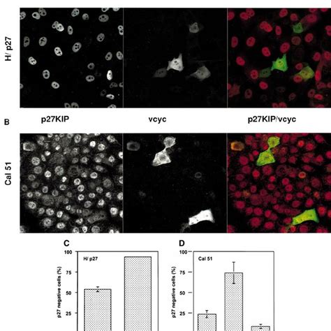 P27 Kip Stability And Accumulation In Kshv Cyc Expressing Cells A