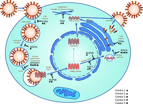 Influenza Replication Step By Step