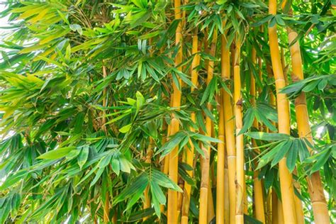 Foto Cara Menanam Bambu Kuning Untuk Menjadi Tanaman Hias Di Rumah