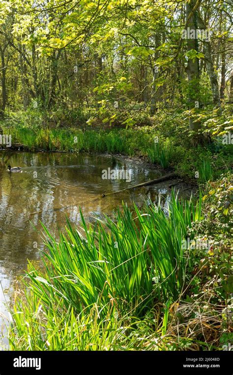 Fradley Pool Nature Reserve, Staffordshire, England Stock Photo - Alamy