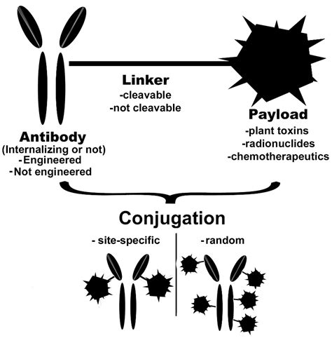 Ijms Free Full Text Antibody Drug Conjugates The New Frontier Of