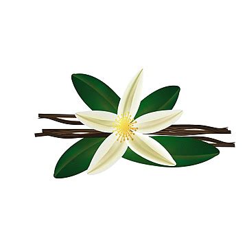 Realistic Vanilla Flower With Pods And Leaves Isolated Vector Smell