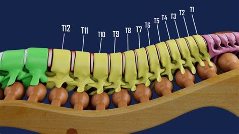 Spinal Backrack™ World Innovative Back Pain Relief Device