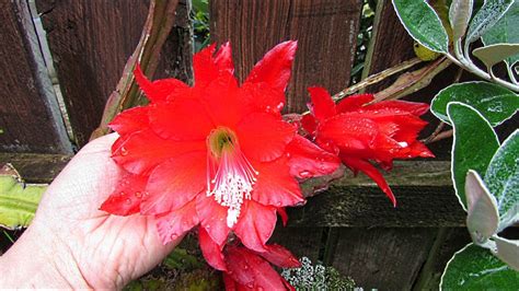 My Epiphyllum Ackermannii Cactus In Beautiful Flower Disocactus