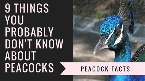 Peacock Facts And Information 9 Interesting Facts About Peacocks