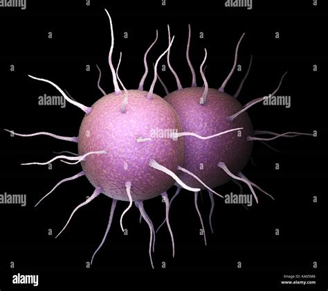 Neisseria gonorrhoeae fotografías e imágenes de alta resolución Alamy