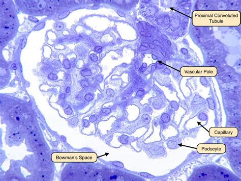 Renal Corpuscle Histology Labeled