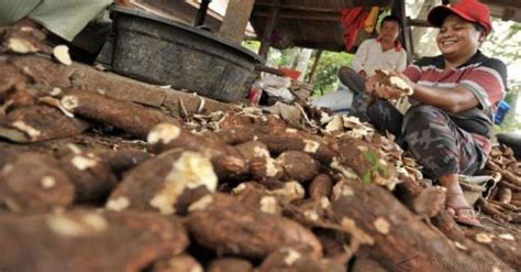 Singkong Manggu Purbalingga Dilirik Indofood