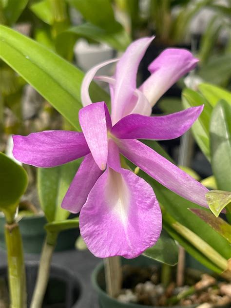 Orchid Live Brassavola Nodosa X Cattleya Guarianthe Skinnerii 4 Potted Bs Etsy