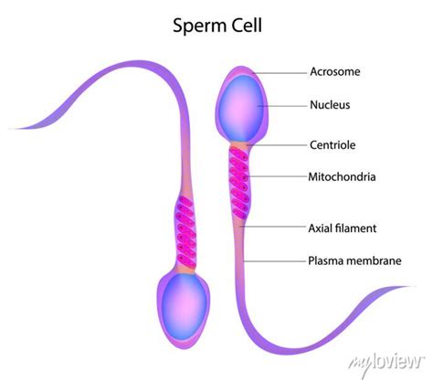 Human Sperm Cell