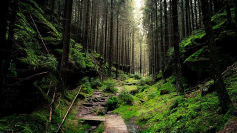 HD wallpaper: forest, path, deep forest | Wallpaper Flare