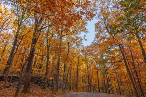 Fall Foliage at Catoctin Mountain Park – Roving Sun