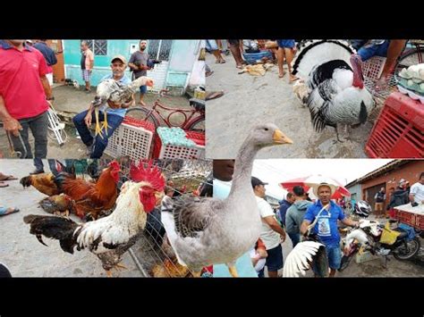 Feira Das Galinhas Bastante Aves Na Fumageira Arapiraca Al Brasil