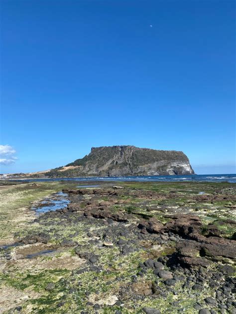 제주도 꽃 성수기 제주 성산 가볼만한곳 광치기해변 물때 간조 네이버 블로그