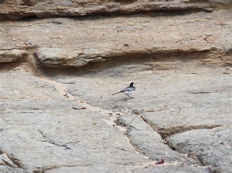 Seahouses To Beadnell Rocky Shore With Pied Wagtail Flickr