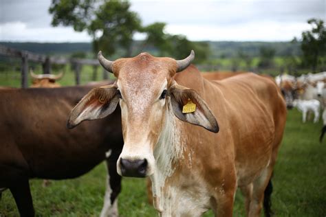 Viii Censo Nacional Agropecuario Se Har En Agosto