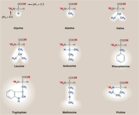 Classification Of Amino Acid Flashcards Quizlet