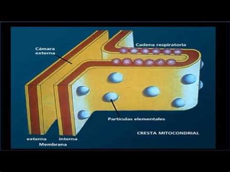 Mitocondria Estructura Vista Al Microscopio Electr Nico Youtube