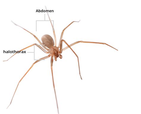 We’ll Keep Brown Recluse Spiders From Invading Your Home