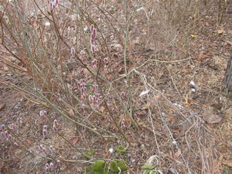 Buy Salix Mt Asama Japanese Giant Pussy Willow Online At DesertcartINDIA