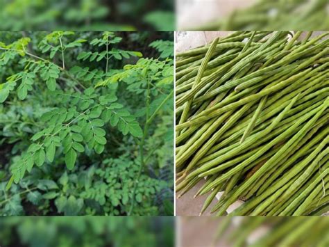 Health Benefits Of Shahjan Moringa Leaves Sahjan Ke Pattiyon Ke Fayde Hindi Me Dvmp गुणों की