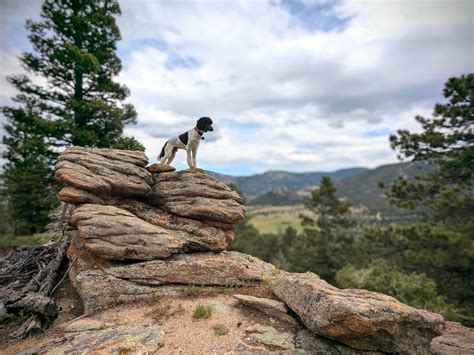 Tree Frog Farm Dog Training... - Tree Frog Farm Dog Training