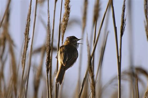 Acrocephalus Palustris