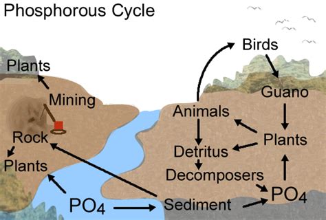 Phosphorus Cycle Reading And Worksheet