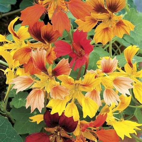 Amazon Outsidepride Seeds Annual Nasturtium Phoenix Cimbing