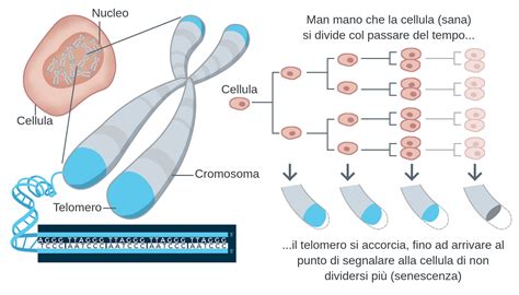 Lunghezza Dei Telomeri Labster Theory