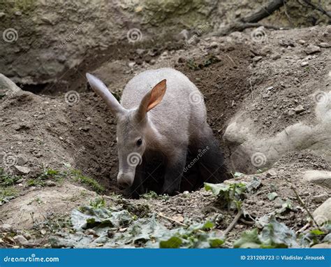 Aardvark Orycteropus 16 Years Old Royalty Free Stock Photo