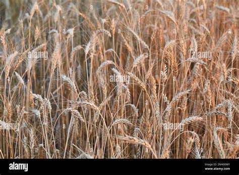 Wheat Field Detail Stock Photo Alamy