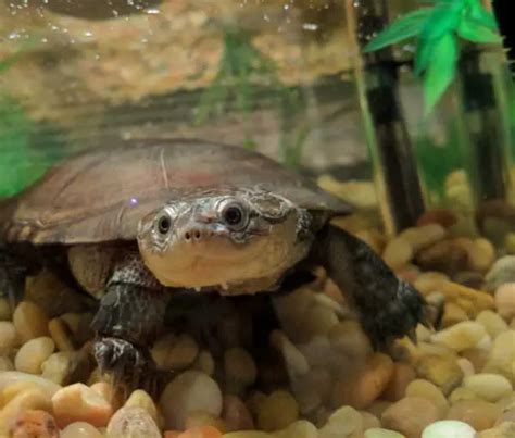 African Sideneck Turtle Habitat: How to Setup an Indoor Enclosure