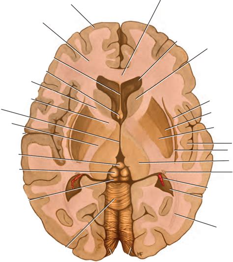 Diagrama De Configuraci N Interna Del Cerebro Quizlet