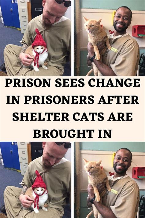 Prison Sees Change In Prisoners After Shelter Cats Are Brought In In